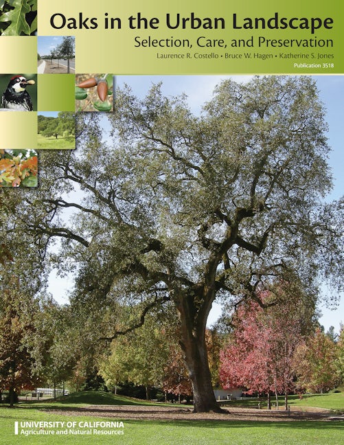 Cover image for Oaks in the Urban Landscape, isbn: 9781601076809